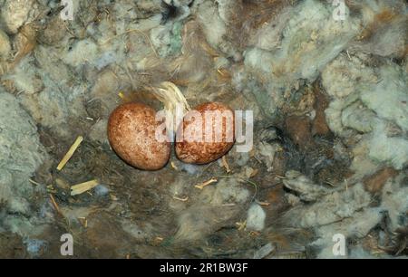 Egyptian vulture (Neophron percnopterus), Vultures, Birds of prey, Animals, Birds, Egyptian Vulture Two eggs/Spain Stock Photo