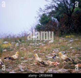 Egyptian vulture (Neophron percnopterus) Three on the ground of bones, magpie in Stock Photo