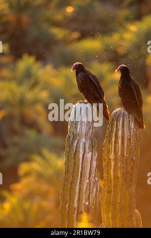 Turkey vulture (Cathartes aura) Two on cactus, Baja California, Mexico Stock Photo