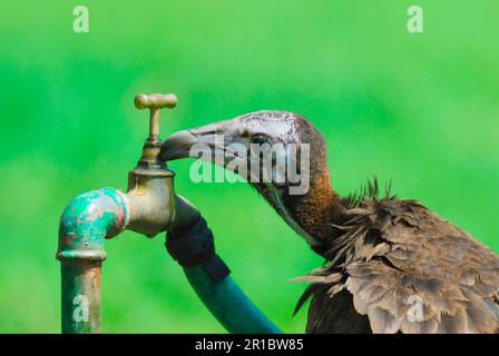 Hooded Vulture (Necrosyrtes monachus) immature, drinking from leaking tap in resort, Gambia Stock Photo