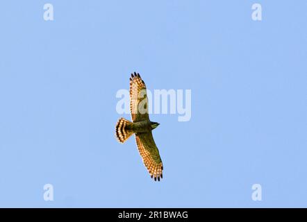 Pine Tree Eesa, Pine Tree Teas, Birds of Prey, Animals, Birds, Grey-faced Buzzard (Butastur indicus) adult, in flight, Palawan Island, Philippines Stock Photo