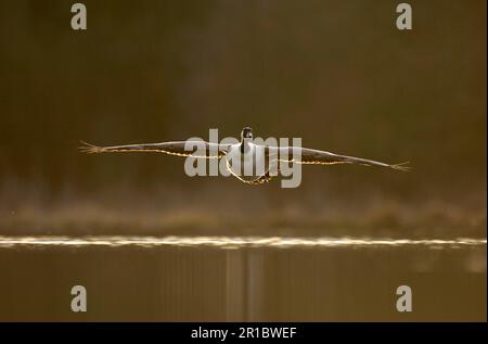 Canada goose (Branta canadensis) adult, in flight, low over the lake in the evening sun, Derbyshire, England, winter Stock Photo