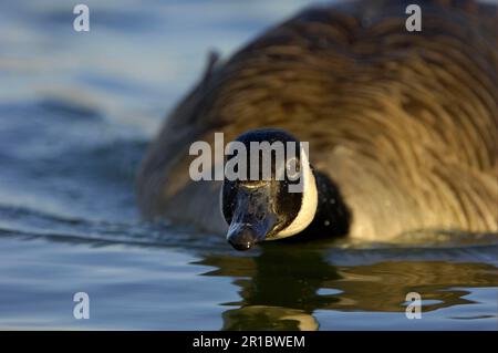 Canada Goose (Branta canadensis) adult, swimming, close-up of head, Hertfordshire, England, United Kingdom Stock Photo