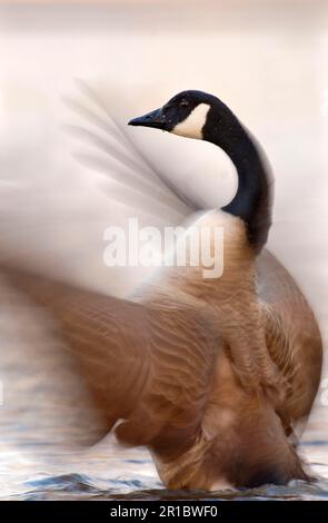 Canada Goose (Branta canadensis) introduced species, adult, flapping wings, drying after bathing, Nottinghamshire, England, United Kingdom Stock Photo