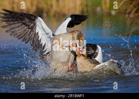 Egyptian Goose (Alopochen aegyptiacus) adults, fighting in water, England, United Kingdom Stock Photo