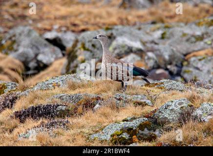 Blue-winged goose (Cyanochen cyanopterus) adult male, standing in high moor, Bale Mountains N. P. Oromia, Ethiopia Stock Photo