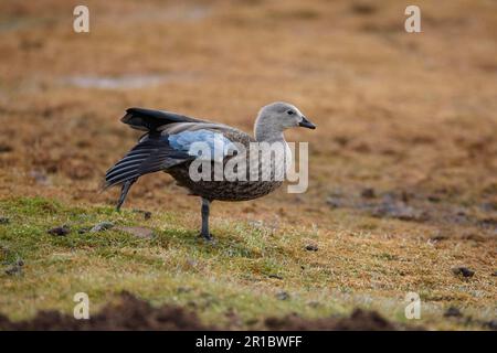 Adult blue-winged goose (Cyanochen cyanopterus), extensor leg and wing, Bale Mountains, Oromia, Ethiopia Stock Photo