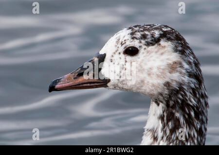 Canada goose (Branta canadensis) x greylag goose (Anser anser) 'Canlag' hybrid, adult, close-up of head, on a lake in the City Park, The Serpentine Stock Photo