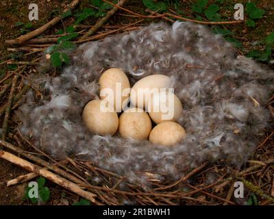 Canada goose (Branta canadensis) nesting with six eggs, Devon, England, Great Britain Stock Photo