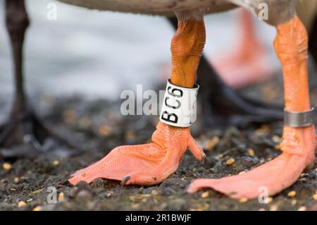 Greylag goose (Anser anser) adult, close-up of legs with identification rings, Caerlaverock, Dumfries, Scotland, winter Stock Photo