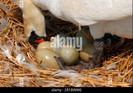 Mute swan (Cygnus olor) adult at nest, turning eggs, Great Britain Stock Photo