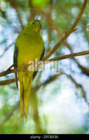 Golden-bellied Parrot, orange-bellied parrot (Neophema chrysogaster), Golden-bellied Parrot, Orange-bellied Parrot, Parrots, Parakeets, Animals Stock Photo