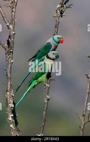 Malabar Parakeet (Psittacula columboides) adult pair, perched on branch, Karnataka, India Stock Photo