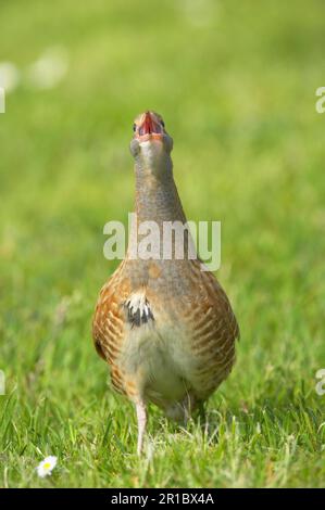 Meadow Rail, Corncrake, Meadow Rails, corn crakes (Crex crex), Rails, Animals, Birds, Corncrake adult male, calling, standing on open ground, South Stock Photo