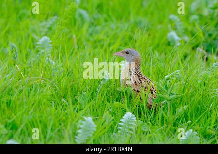 Corncrake (Crex crex) adult, standing in grass, Balranald Reserve, North Uist, Outer Hebrides, Scotland, United Kingdom Stock Photo