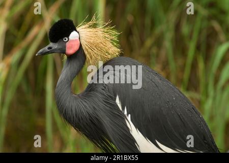 Black black crowned crane (Balearica pavonina) Close-up of an adult, in the rain Stock Photo