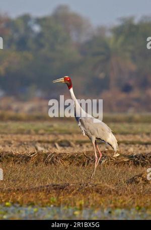 Sarus crane (Grus antigone) adult, standing in field, Rajasthan, India Stock Photo