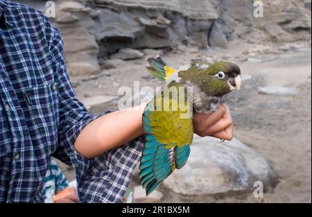 Small rock parakeet, Small rock parakeets, Chilean parakeet, Chilean parakeets, Parrots, Parakeets, Animals, Birds, Burrowing Parakeet (Cyanoliseus Stock Photo