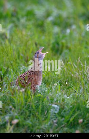 Corncrake (Crex crex) adult, calling, standing in vegetation, North Uist, Outer Hebrides, Scotland, United Kingdom Stock Photo