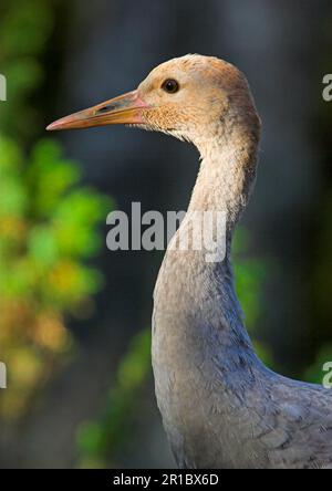 Common crane (Grus grus) juvenile, close-up of head and neck, in forest, north-west Finland Stock Photo