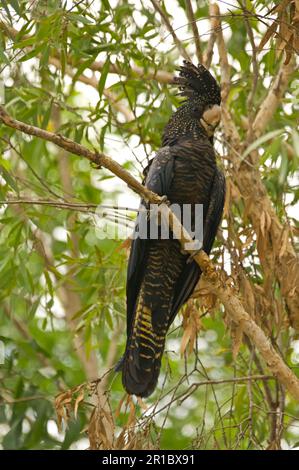 Red-tailed black cockatoo (Calyptorhynchus banksii), adult female, roosting in the shade of the eucalyptus, Northern Territory, Australia Stock Photo