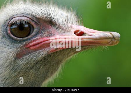 Common ostrich (Struthio camelus) adult, close-up of the head (in captivity) Stock Photo