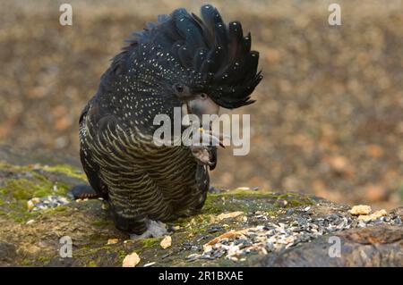 Red-tailed black cockatoo (Calyptorhynchus banksii) adult female, feeding, Australia, in captivity Stock Photo