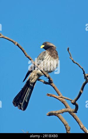 Western Grey Plantain-eater (Crinifer piscator) adult pair, perched on tree branch in dry savannah, Gambia Stock Photo