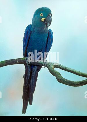 Lear's Macaw (Anodorhynchus leari), Learara, Lear's Macaws, endangered species, macaw, parrots, animals, birds, Lear's lear's macaw Perched on Brazil Stock Photo