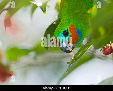 Diademed Fig-parrot, Diademed Fig-parrots, Parrots, Animals, Birds, Double-eyed Fig-parrot (Cyclopsitta diophthalma macleayana) adult male, close-up Stock Photo