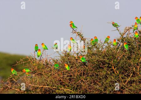 Fisherman's lovebird, Peachhead, fisherman's Lovebird, Parrots, Animals, Lovebirds (Agapornis fischeri), Birds, fisherman's Lovebird flock, perched Stock Photo