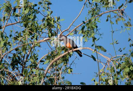 Red-bellied parrot (Poicephalus rufiventris), Red-bellied Parrot, Parrots, Animals, Birds Orange-bellied Parrot Male, Kenya Stock Photo