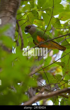 Senegal parrot (Poicephalus senegalus) adult, sitting in tree, Niokolo-Koba area, Senegal Stock Photo