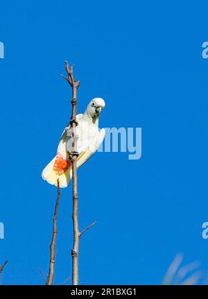 Red red-vented cockatoo (Cacatua haematuropygia), adult, sitting on a branch, Narra, Palawan Island, Philippines Stock Photo