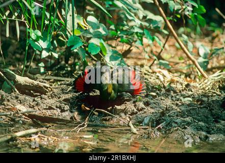 Guinea turacos (Tauraco persa), Green-helmeted Turaco, Animals, Birds, Turacos, Turaco Guinea Display, wings held open, showing red. The Gambia Abuko Stock Photo