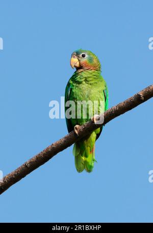 Jamaica Amazon, Jamaica Amazon, endemic, Amazons, parrots, animals, birds, Yellow-billed Amazon (Amazona collaria) yellow-billed amazon adult Stock Photo