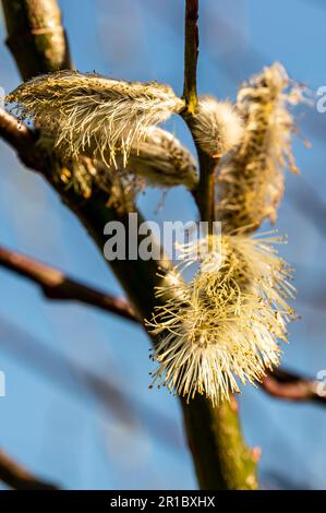 Willow tree pollen in spring Stock Photo