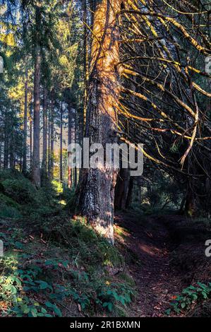 A forest path leads through the Harz Mountains. Sunbeams penetrate through the treetops and illuminate an old tree. Stock Photo