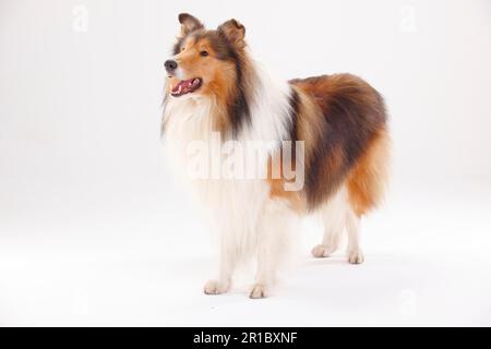 Rough Collie, male Stock Photo