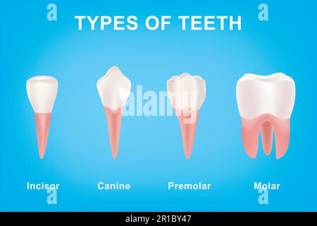 Types of human teeth on blue background. Anatomical Incisor, canine, premolar and molar visual shape. Set of realistic human teeth or tooth Vector ill Stock Vector