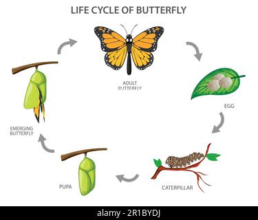 The metamorphosis of the butterfly,  egg, caterpillar, pupa, butterfly. Life cycle of butterfly Vector illustration Stock Vector