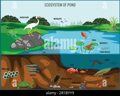 Wild animals living by the pond Stock Vector Image & Art - Alamy