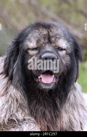 portrait of a huge caucasian shepherd dog, a dangerous animal for strangers Stock Photo