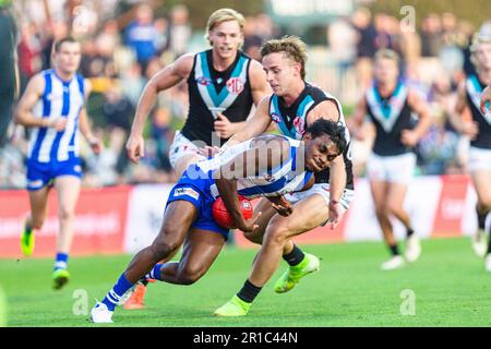 Phoenix Spicer of North Melbourne during the AFL Round 9 match