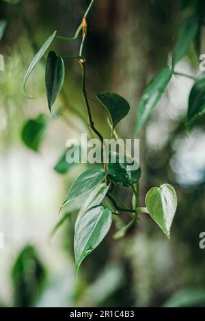 Tropical green leaves fresh blur background Stock Photo - Alamy