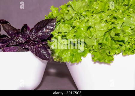 Curly green fragrant lettuce leaves and purple basil for proper