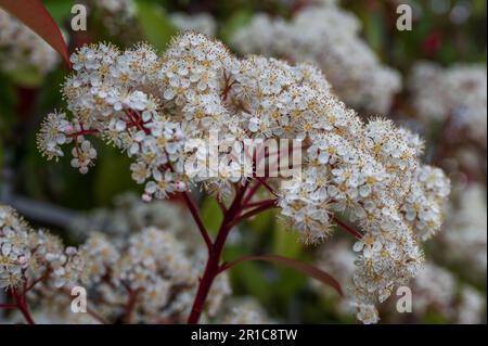 Viburnum tinus. The viburnum vat is a plant of the Caprifoliaceae family, widespread in the Mediterranean basin and in south-eastern Europe, commonly Stock Photo