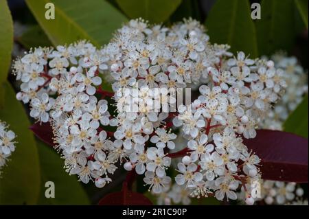 Viburnum tinus. The viburnum vat is a plant of the Caprifoliaceae family, widespread in the Mediterranean basin and in south-eastern Europe, commonly Stock Photo