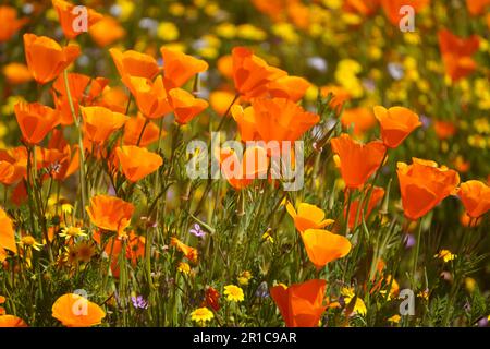 The California Poppy, named the State Flower, blooming in Diamond Valley Lake, California Stock Photo