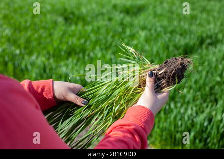 A sheaf of green wheat is in the hands of a girl who evaluates its growth in an agricultural field Stock Photo